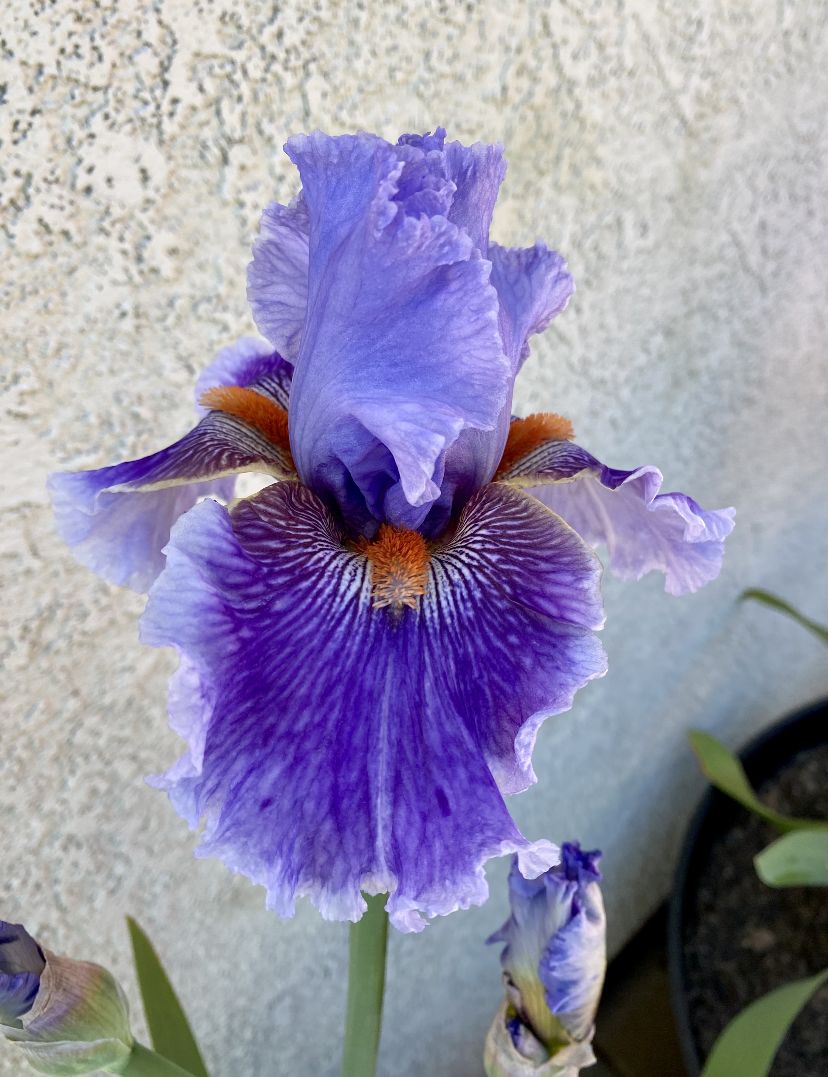 Beautiful iris bloom