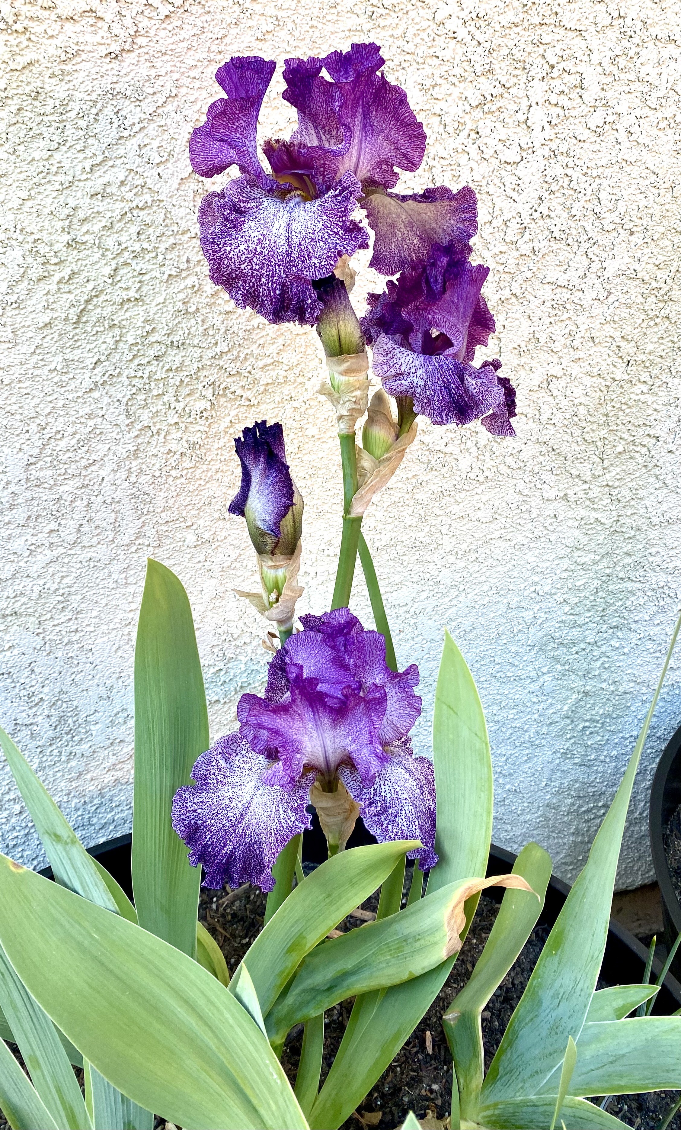 Iris garden display