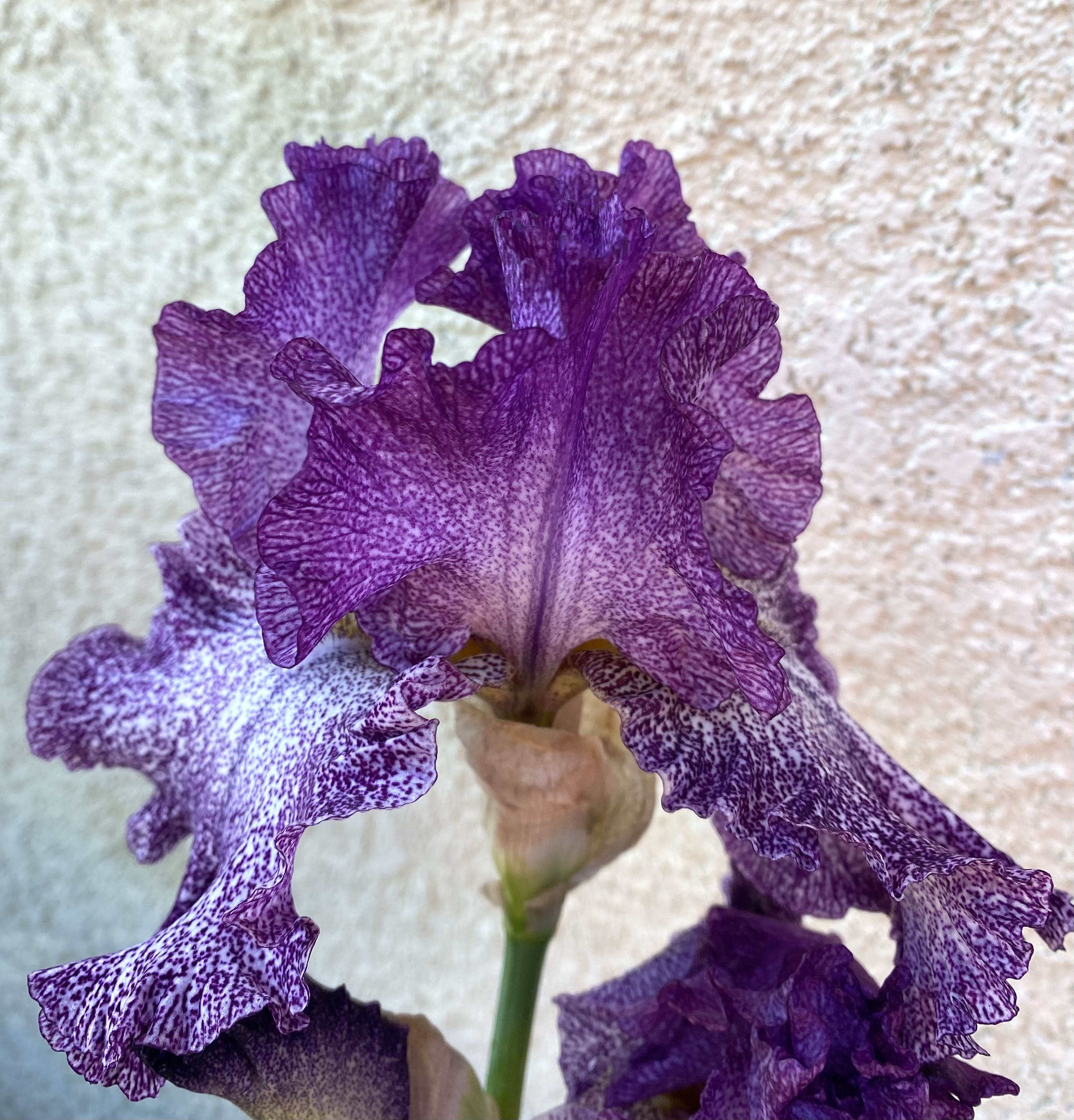 Colorful iris varieties