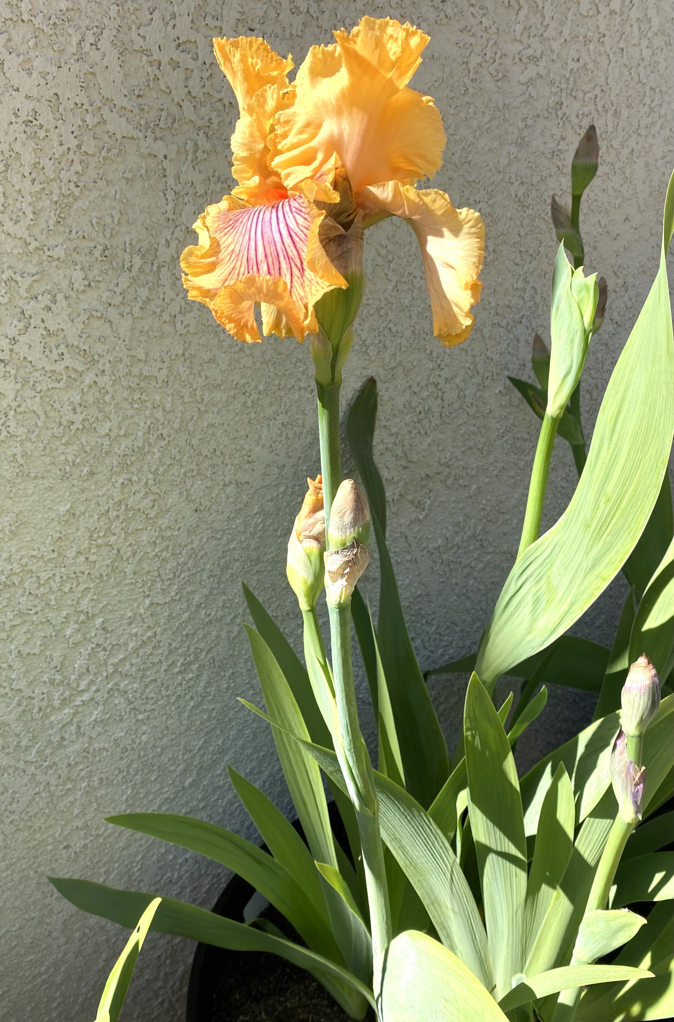 Award-winning iris