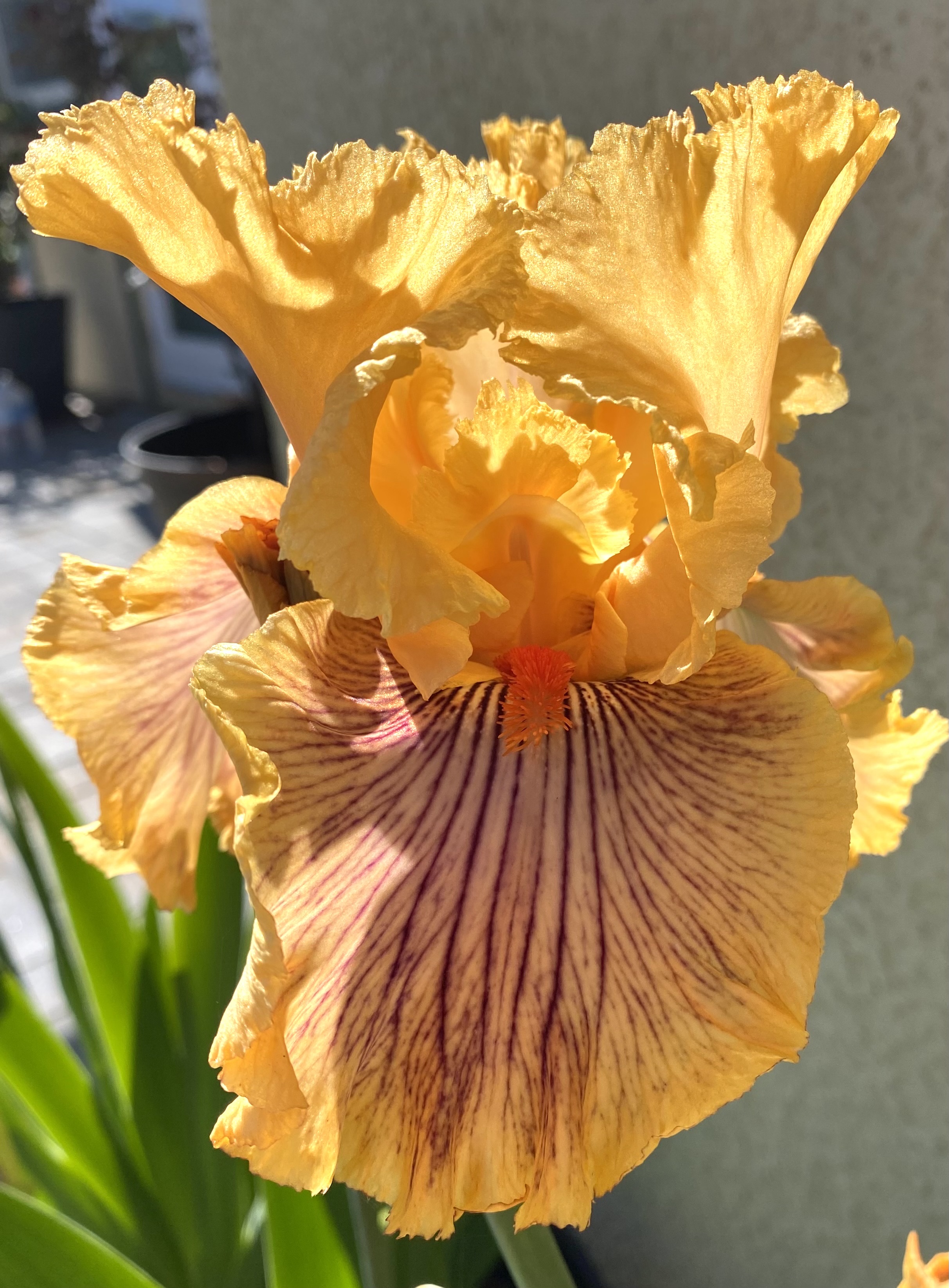 Spring iris collection