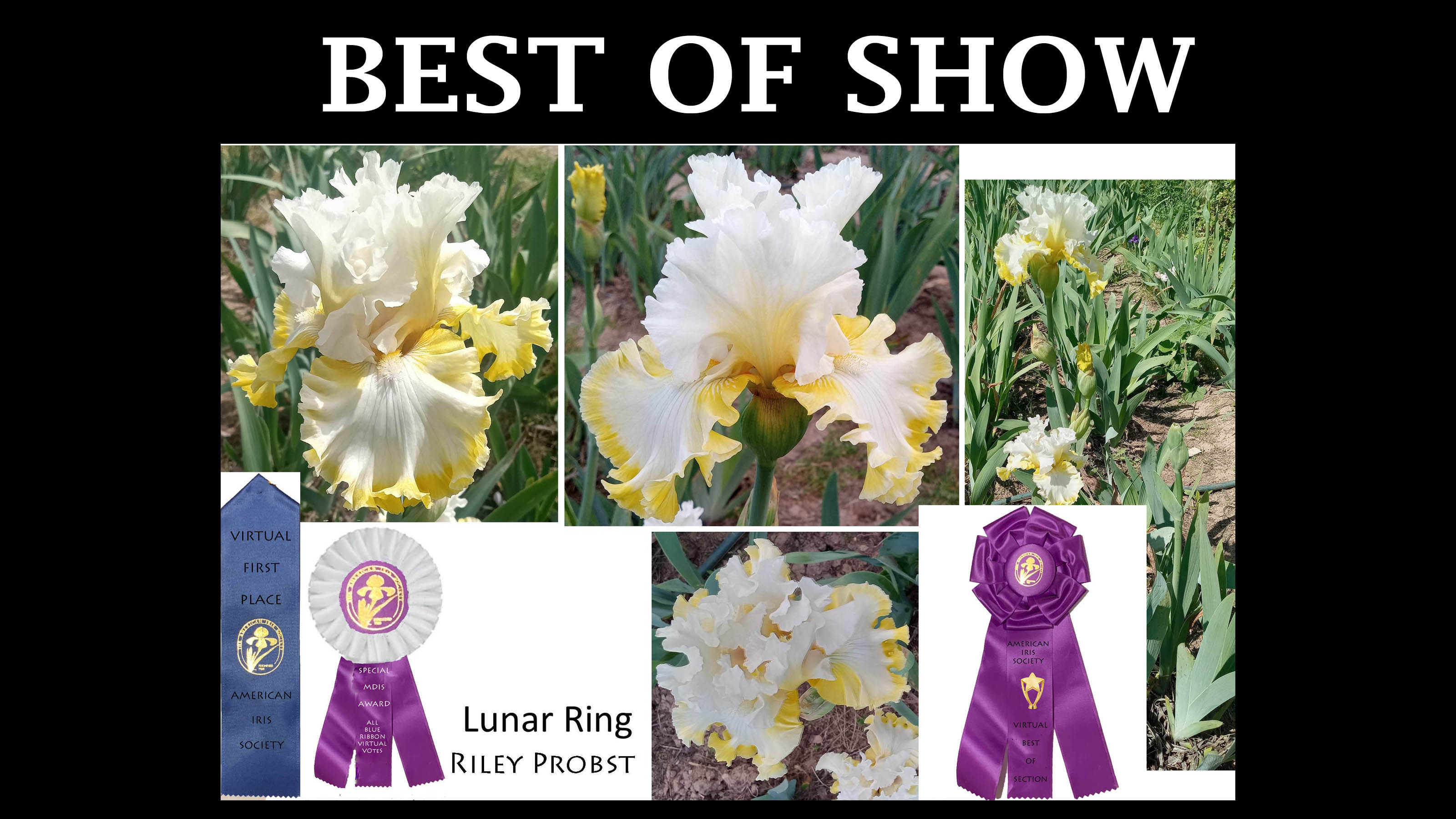Virtual Iris Show